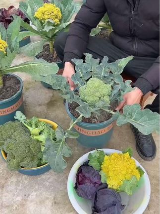 又到了种花菜的季节,喜欢吃西兰花的朋友可以开始种植了,我们家秧苗带土发货#西兰花苗 #花菜苗 #西兰花种植 #阳台小院均可种植 #优质农产品