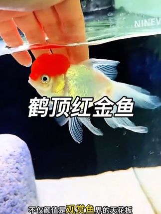 鹤顶红金鱼,饲养简单外观美丽,观赏性极佳#轻松养鱼 #养鱼日记 #养鱼 #金鱼
