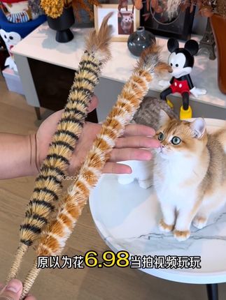 我妈说我有病,天天拿着鸡毛掸子逗猫#逗猫神器 #养猫人 #鸡毛掸子逗猫棒 #逗猫棒 #猫玩具