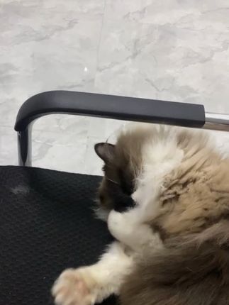 猫咪睡觉不得打扰🤣#可爱的猫咪 #萌宠出道计划