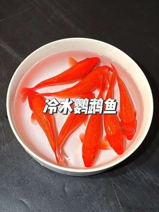 冷水鹦鹉鱼 冷水鹦鹉鱼实为草金鱼的珍贵变种,因通体艳红似热带鹦鹉鱼而得名,更有“发财鱼”的吉祥美称。它们的体型堪称精巧,成年体长可达10-30厘米,纺锤形的躯体搭配或长或短的尾鳍,游动时身姿轻盈灵动,宛如水中跳跃的火苗。#冷水鹦鹉鱼 #冷水鹦鹉鱼是比较好养的一种鱼 #冷水鹦鹉鱼观赏鱼 #冷水鱼观赏鱼