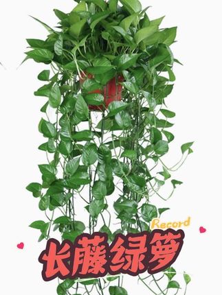 #创作者中心 180长藤绿萝垂吊客厅吊兰花卉植物盆栽大绿箩爬墙美观长藤款常绿#长藤绿箩 #室内绿植 #好养的绿植 #创作灵感