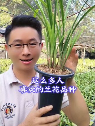 这款兰花这么多的优点,难怪哪么多人喜欢 #花卉绿植 #新农人计划2025 #兰花种植