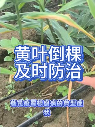 #抖音助农 #大姜种植 #大姜黄苗斯棵 #农技推广