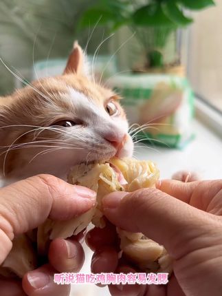 猫大力鱼油猫草鸡胸肉 浸泡过鱼油,添加新鲜猫草,美毛亮毛,温和排毛#猫大力鸡胸肉 #鱼油猫草鸡胸肉 #宠物鸡胸肉
