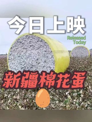 春蚕到死丝方尽,蜡炬成灰泪始干。土地的馈赠,棉花的坚守。#棉花被 #新疆长绒棉被芯 #棉花 #农产品 #现代化农业