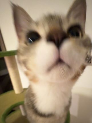 哦啊啊~#宠物出道计划 #哈基米胖宝宝 #养猫的快乐