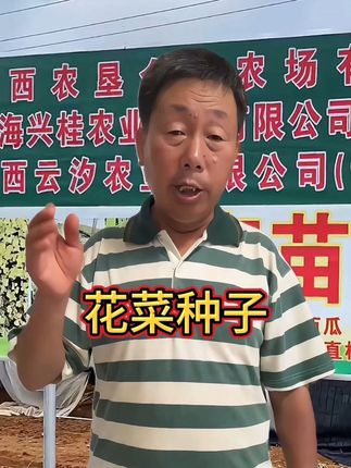 7月育苗,8月栽,说的就是花菜,家庭菜园你开始种了吗?#绿色蔬菜 #花菜 #花菜种植 #花菜种子 #松花菜