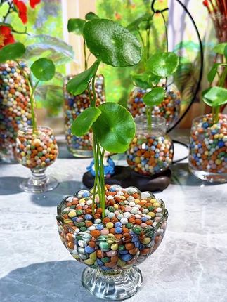 #阳台花卉绿植 #植物种植 #水培绿植 #陶粒#铜钱草