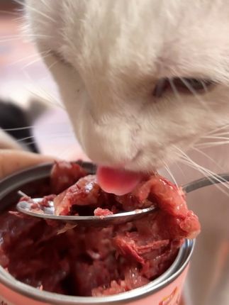养猫其实也不会花很多钱,就像我养的九只奶牛猫。我选择猫粮和猫罐头都是性价比很高的。#猫咪日常 #馋猫宝宝 #猫饭 #猫罐头