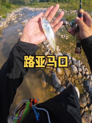 山间溪流路亚马口 微物路亚怎么能少了亮片 操作简单 效率更高 亲测水浑银色好用一点#溪流路亚 #路亚马口 #勺型亮片