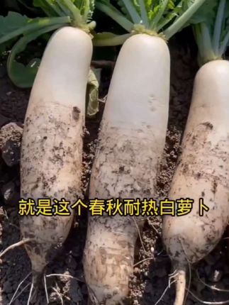 大萝卜种子四季春不老蔬菜种籽耐热秋季播种不空心#大萝卜种子#蔬菜种子#大萝卜种植#种植小技巧#好物推荐🔥