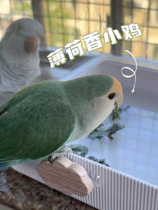 这样洗完澡后,就是带薄荷香的生化武器喽 #手养鹦鹉  #鹦鹉洗澡 #咕噜咕咚豆丁 #咕咕家族电子小鸡 #动物的迷惑行为