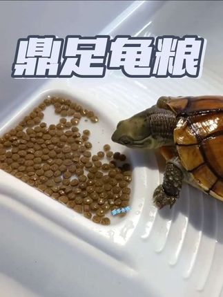 龟龟:活了一把岁数,就干饭最有盼头了 #乌龟喂食 #龟粮 #鼎足龟粮 #在抖音上入手的好东西 #无限回购的宝藏单品