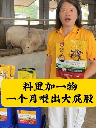 喂牛加一物一个月喂出大屁股#誉科膘王源头厂家 #肉牛养殖 #育肥肉牛犊肉牛养殖 #瘦牛变肥牛