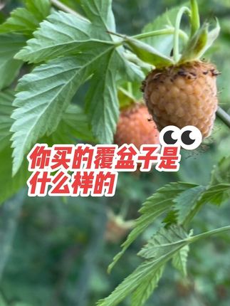 只有买错不可能卖错#覆盆子#掌叶覆盆子#道地#淳安覆盆子#地理标志