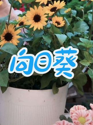 #家庭养花 #向日葵 #阳台养花 #爱生活爱养花 #家里养花