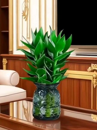 【买一送一】还送两个盆,水培#观音竹 带盆发货,四季好养#水培植物 #花卉绿植