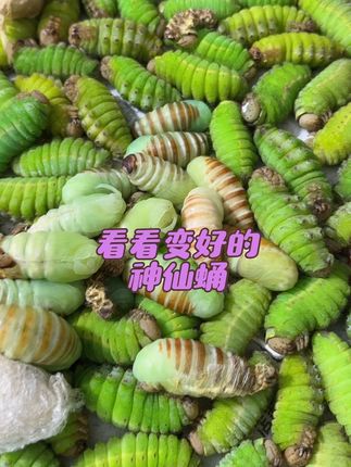 我家天天出神仙蛹 看看吧#凤城市刘家河镇立东农副产品超市