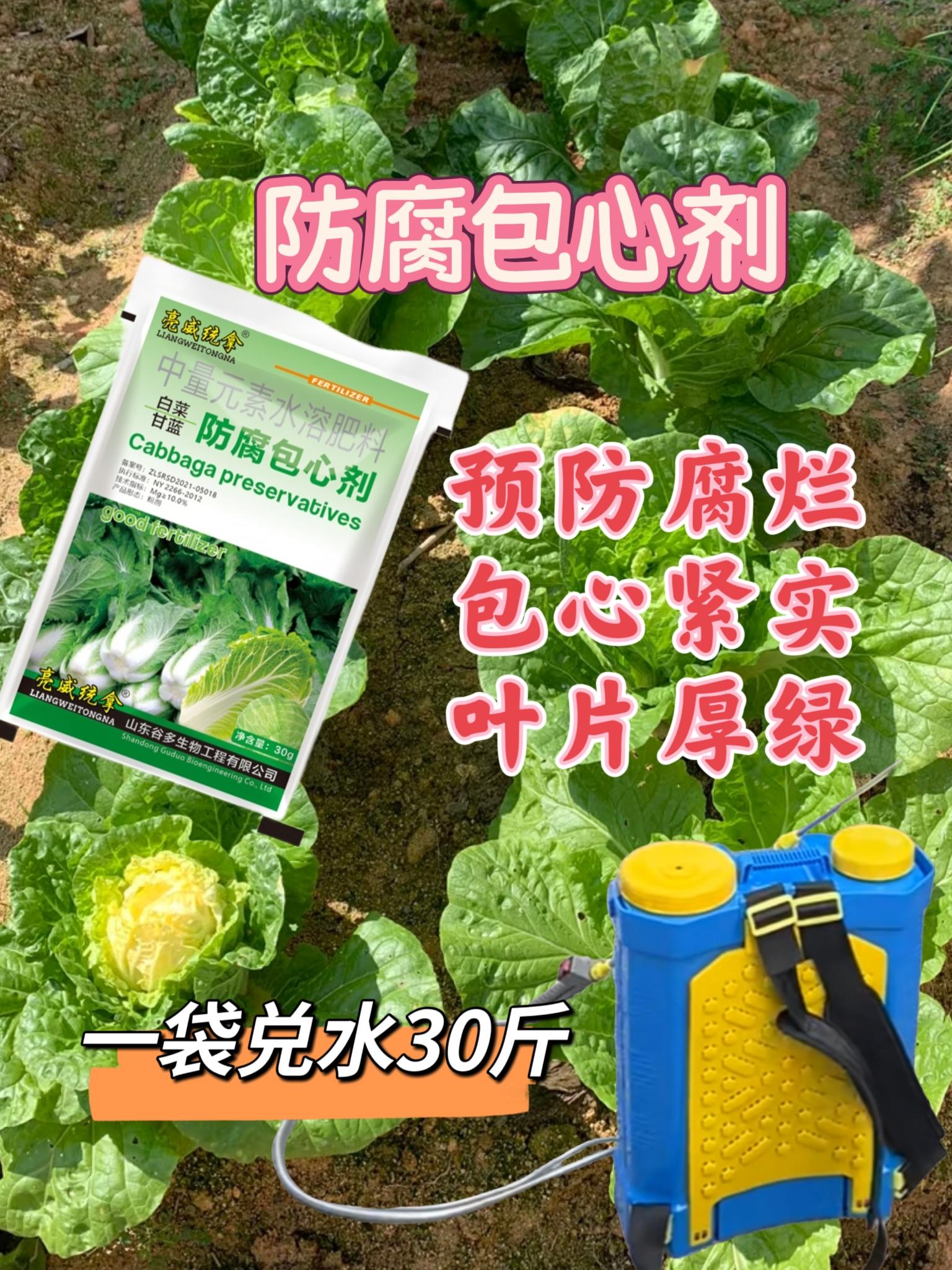 专为白菜、甘蓝设计,能预防腐烂、加速包心、提升光合作用,尤其适合包心阶段使用。含中量元素,用后叶片浓绿肥厚,增产显著,每袋兑水30斤。助农户高效种植,实现紧实包心与丰收,点击小黄车即可购买。#防腐包心剂 #白菜甘蓝防腐包心剂 #白菜种植技巧 #蔬菜种植