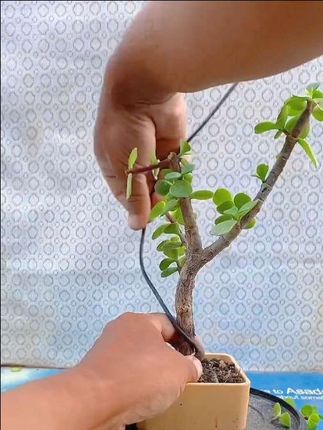修剪铝线拿弯制作小型盆景教程分享