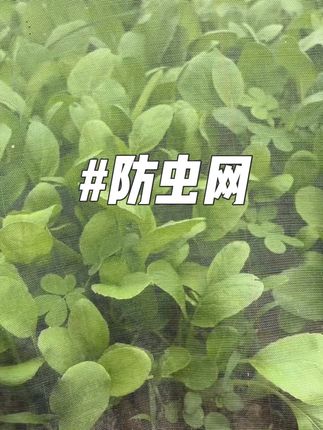 #农业种植 #防虫小妙招 #防虫网 #在家种菜 #乡村的生活
