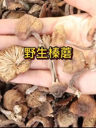 自然晾晒#东北野生榛蘑