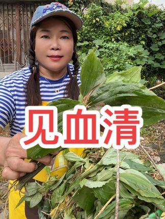 乡村助农: 永嘉高山见血清你们喜欢吗?#乡村助农#见血清#温州方言