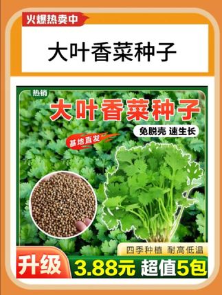 #大叶香菜种子#种子#香菜种子#超便宜超划算