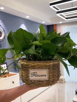 给家里花盆套了个草编筐,结果瞬间好看还温馨#草编花盆#家庭养花#爱生活爱养花#美观实用