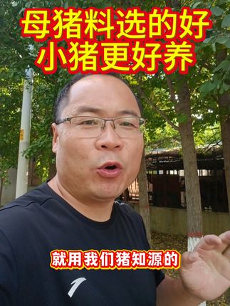 哺乳母猪预混料#养猪技术#母猪预混料#养猪人