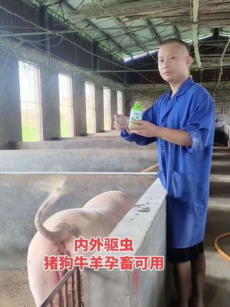 #养猪技术 #母猪驱虫 #养猪人 #养猪人加油干