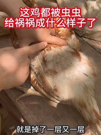 这鸡都被虫虫给祸祸成什么样子了 #鸡鸭鹅养殖#散养土鸡#养鸡人#三农