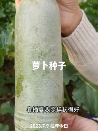 #萝卜种子 #萝卜种子大全 #萝卜种子推荐 #三农
