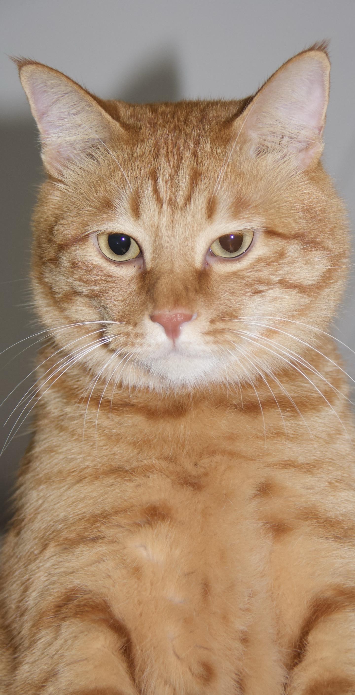 不是很瘦 也不是很帅 但是很自信。#橘猫还是橘猫 #大橘 #胖橘猫 #抖音萌宠出道计划