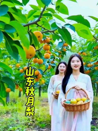 #秋月梨 #无限回购的宝藏单品 #新鲜采摘 #应季水果 #山东秋月梨