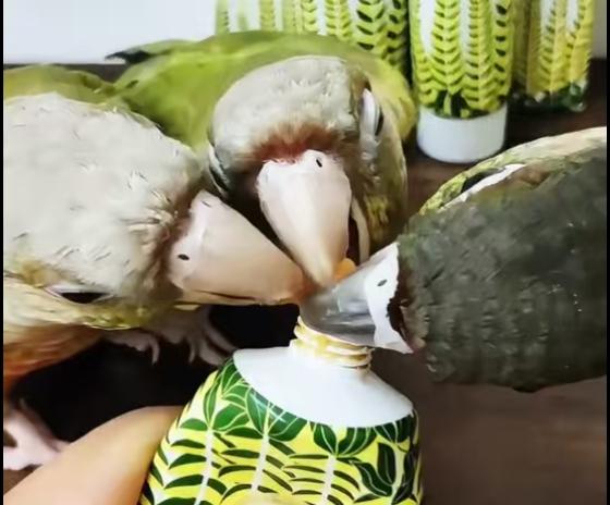 滋医品牌 增肥美羽多能 鹦鹉补膏 鹦鹉营养膏鸟类营养膏 幼鸟成鸟 # 鹦鹉营养膏 #鸟类营养 #鹦鹉补膏 #鹦鹉营养补充 #鹦鹉增肥粮