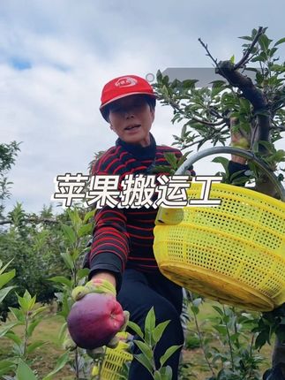 我不是苹果,只是苹果搬运工#天水花牛苹果#苹果#中秋好礼