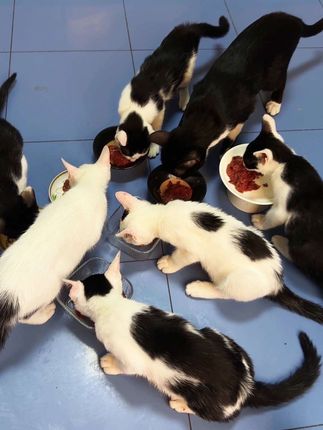 奶牛猫一家的深夜食堂开饭了。#宠物吃货 #毛孩子的日常 #萌宠推荐官