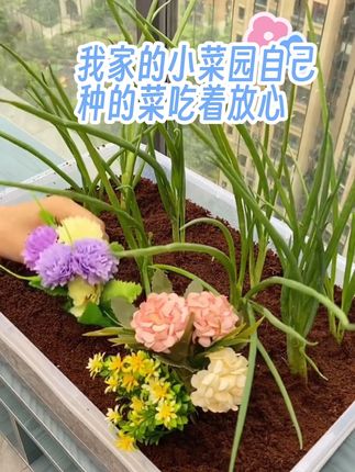 #创作灵感#爱养花爱生活 #养花小知识 #养花人的乐趣