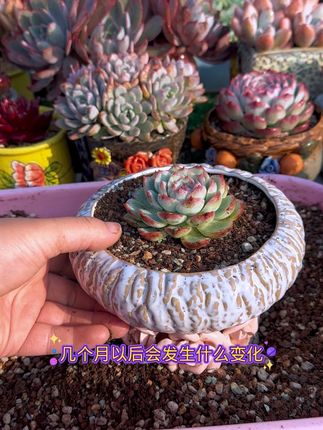 9.9就有一袋颗粒土,一袋就包邮!#多肉植物 #多肉植物养护 #花卉绿植 #多肉颗粒土#创作灵感