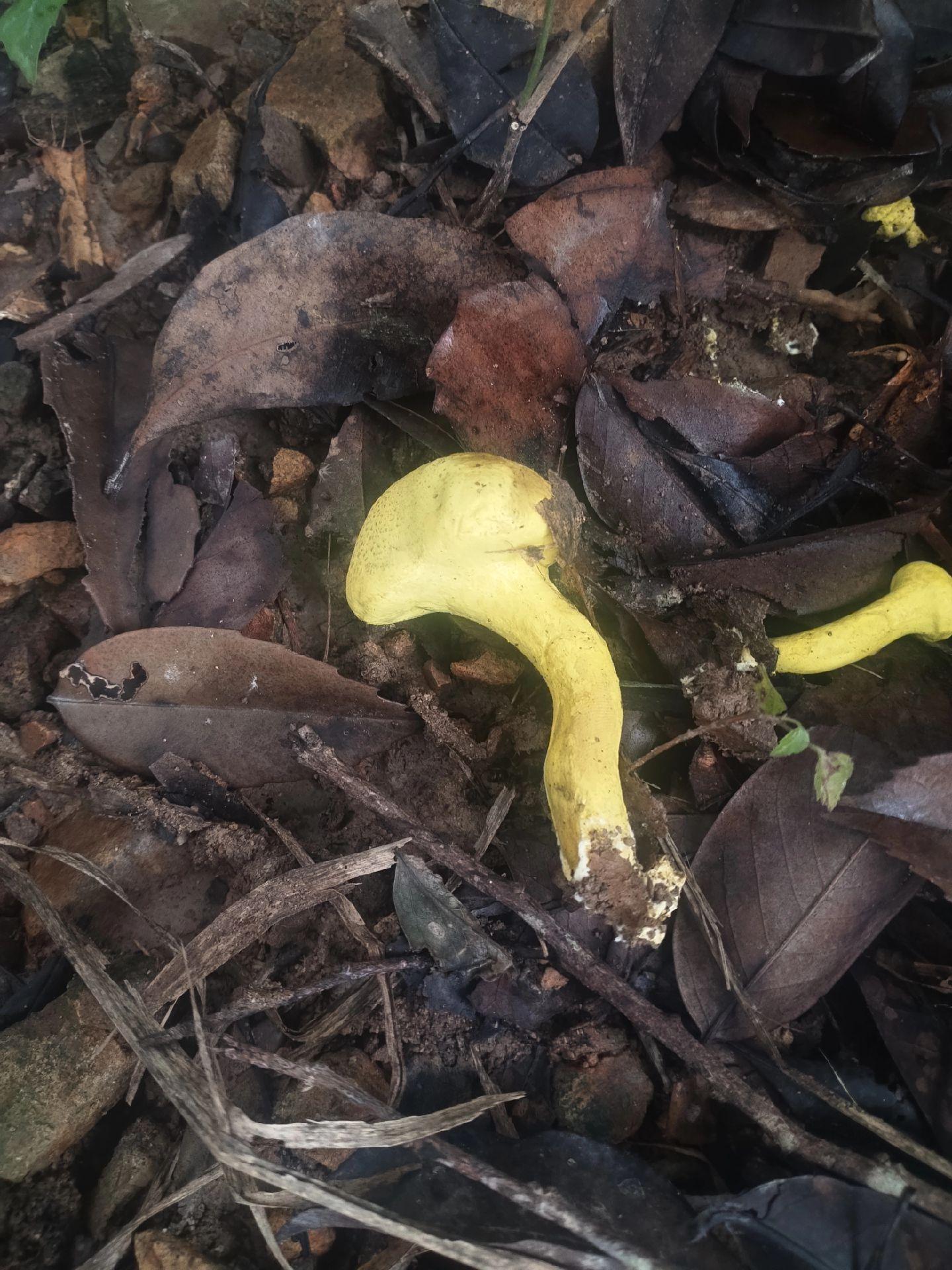 #大自然的馈赠 ##野生菌 #快来一起尝个鲜 #神奇的大自然
