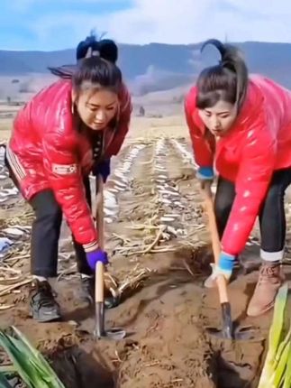 【锰钢淬火加长加厚挖树锹挖山药锹全钢长尖锹:/ 挖树铲子挖沟挖土