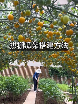 番茄架丝瓜架,各种瓜果架像我这样搭,好看又实用#种植小技巧 #蔬菜种植