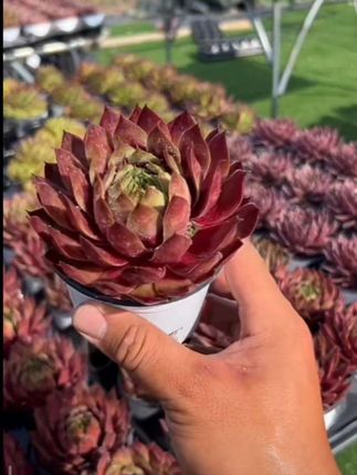 #最美多肉 #长生草多肉 #精品 #家庭园艺