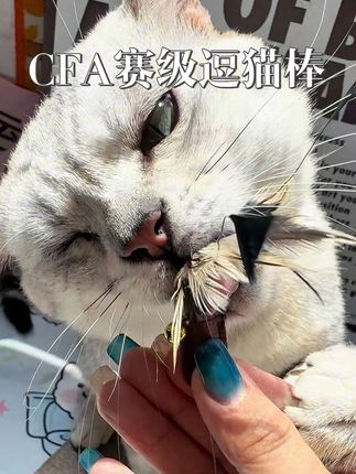 碳纤维的伸缩杆可自由让猫咪玩耍巨耐用#猫咪玩具#宠物玩具