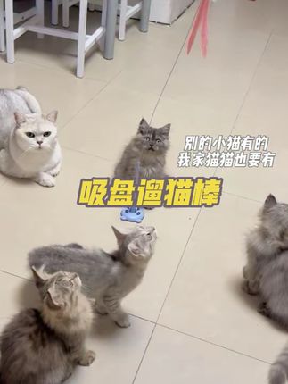 我给猫买了一个自动逗猫棒。这是啥呀?好好玩的样子。粘在地上也好玩。就这个废物逗猫棒,解放双手,便宜好玩。