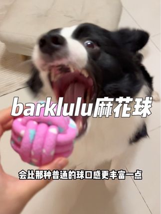 越玩越上头的麻花球,在家里玩声音也很小~ #我和我的狗 #萌宠 #边牧椰椰#狗玩具 #毛孩子日常