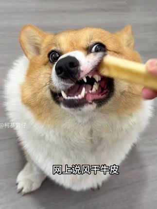 要论给狗狗清洁牙垢,还得是这个风干牛皮 #狗狗磨牙棒#新手养狗#狗狗零食