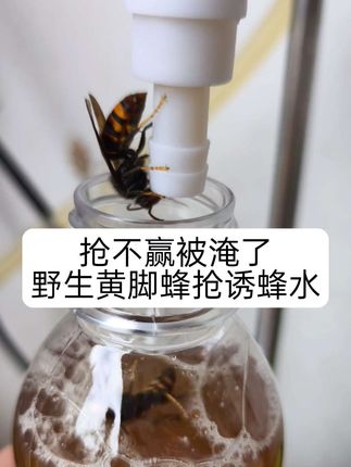 诱蜂水在下方小黄车购买 #三农 #蜂有财 #蜂有财通用型诱蜂水 #马蜂